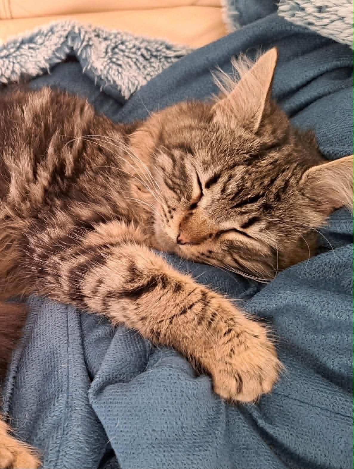 Un chaton recueilli par l'association, prêt à être adopté