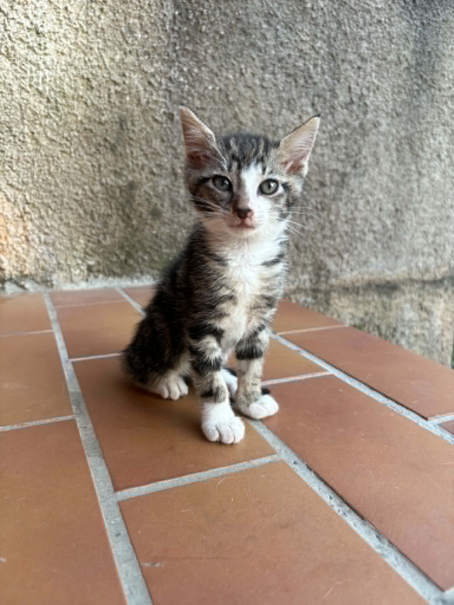 Chaussette, chaton de 2 mois