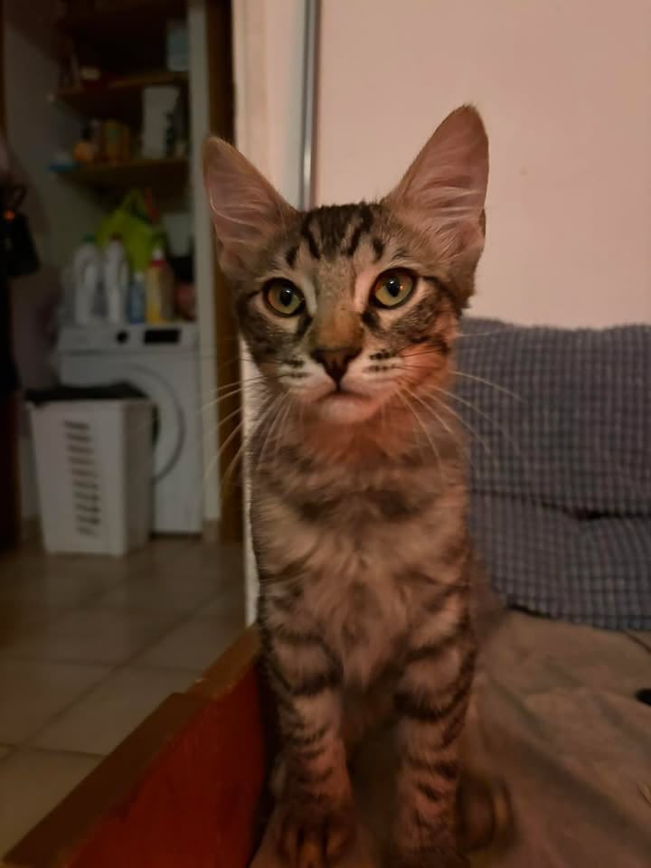 Chouchou, chaton de 5 mois