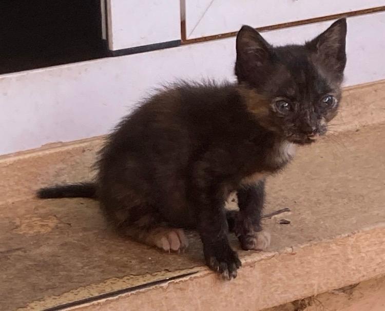 Écaille, chaton de 1 mois et demi