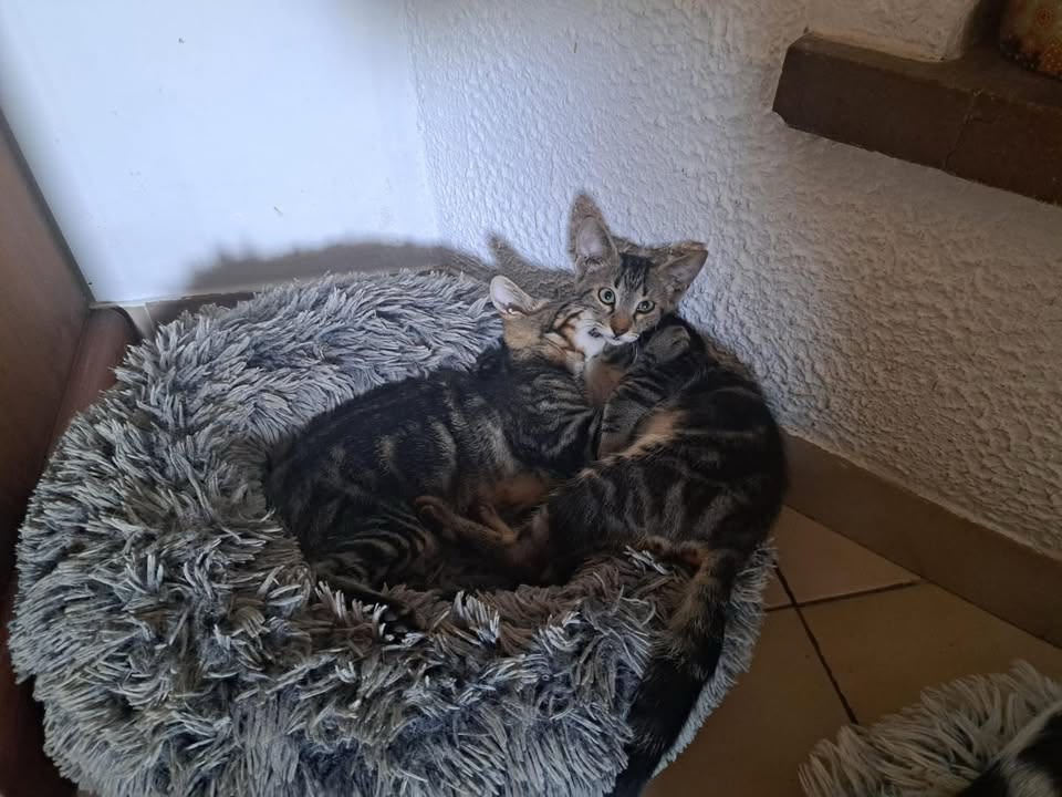 Eros et Pachas, chaton de 4 mois
