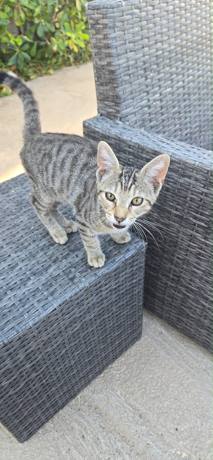 Grisette, chaton de 4 mois