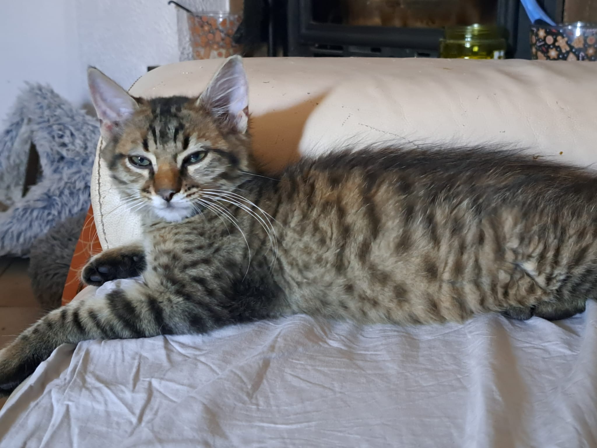 Lutin, chaton de 4 mois