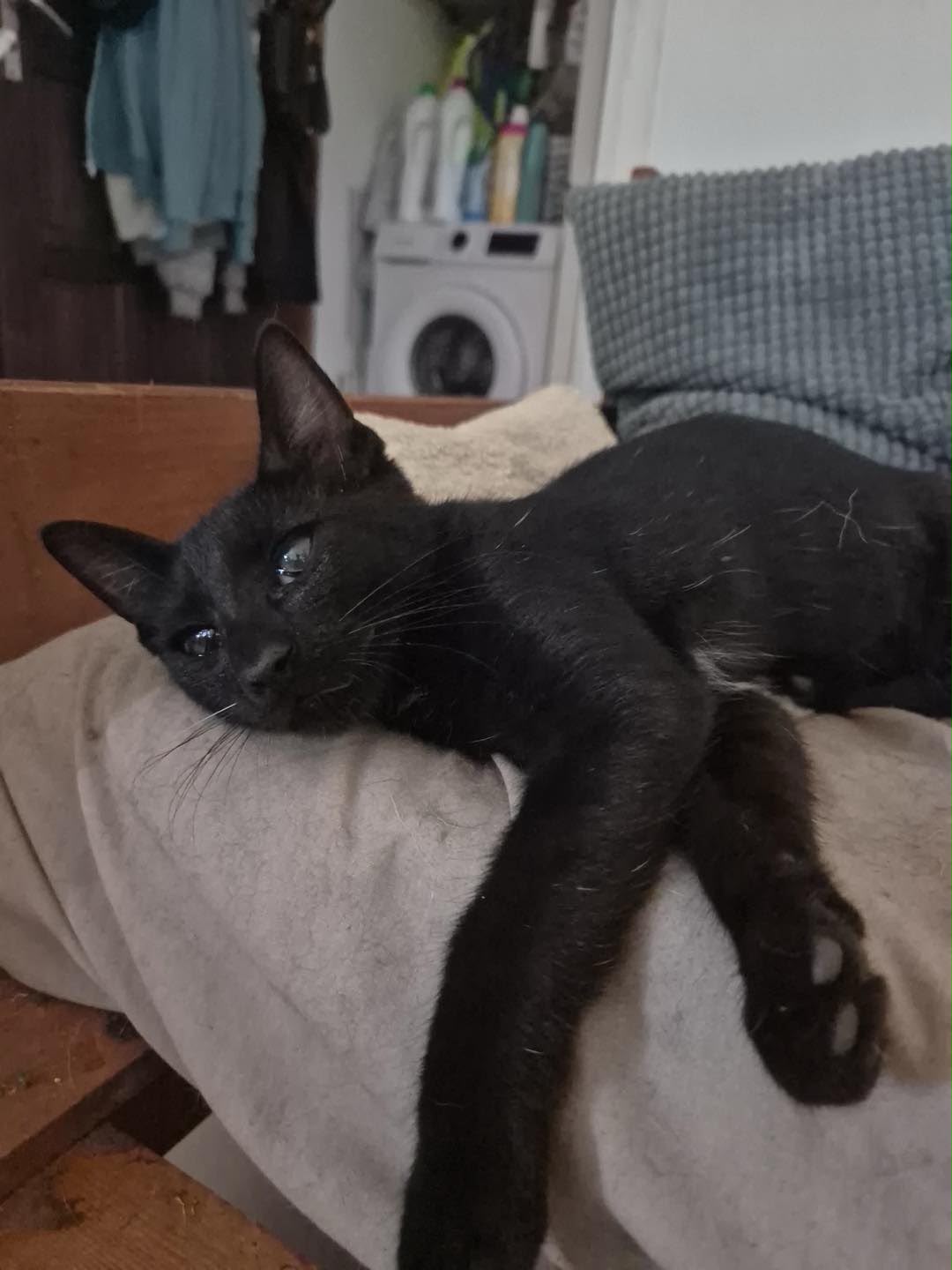 Marley, chaton de 5 mois