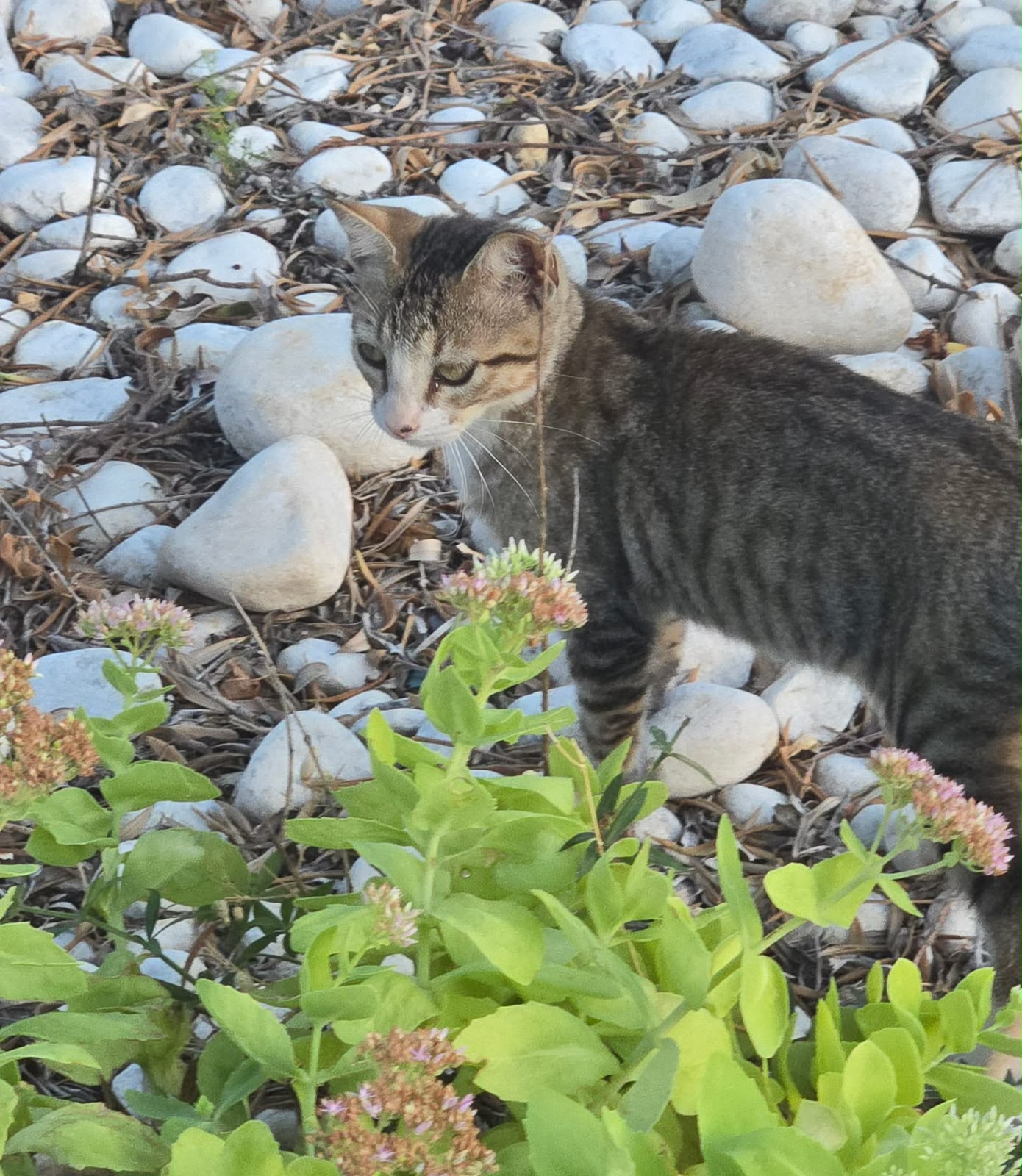 Mia, chaton de 4 mois