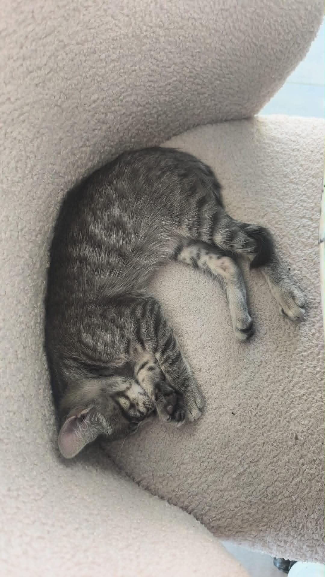 Minette, chaton de 3,5 mois