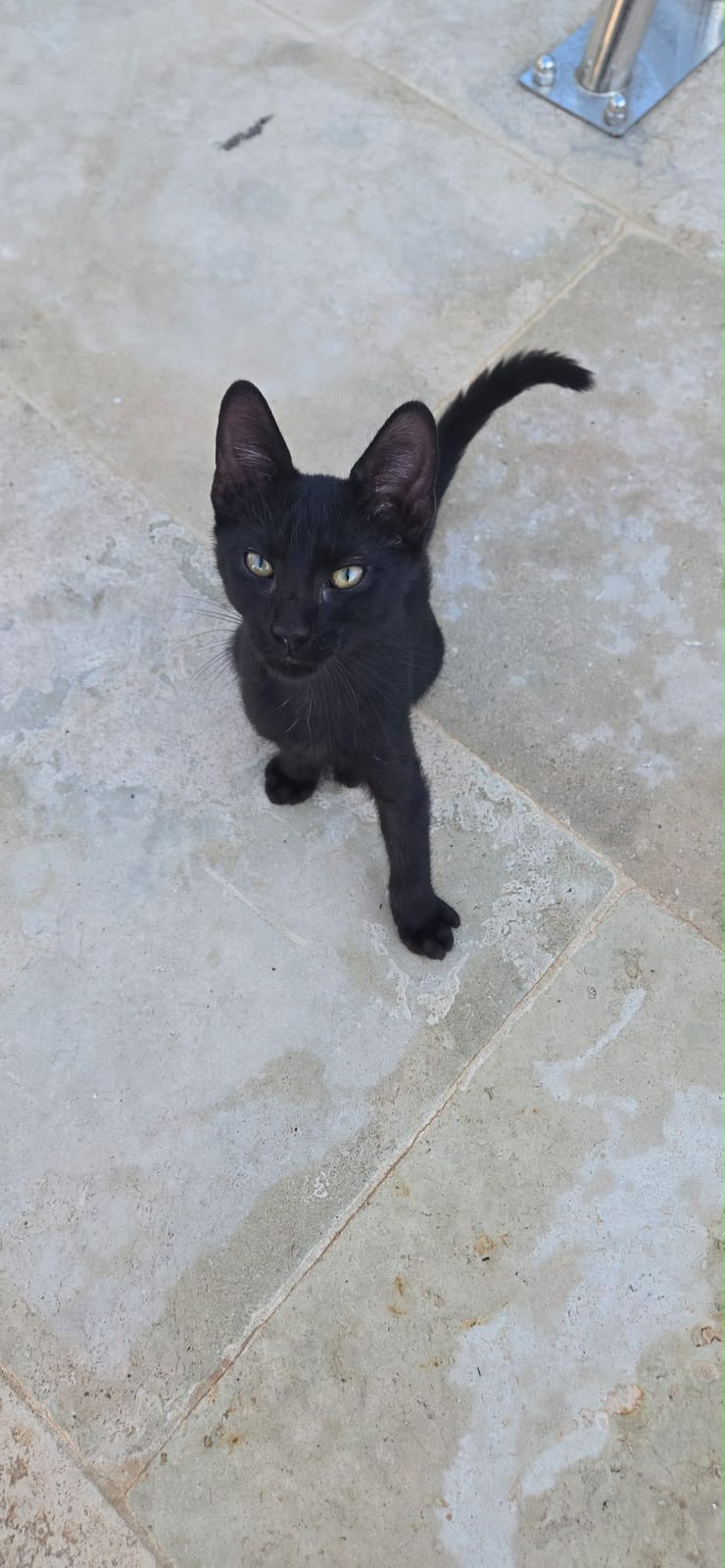 Minou, chaton de 4 mois