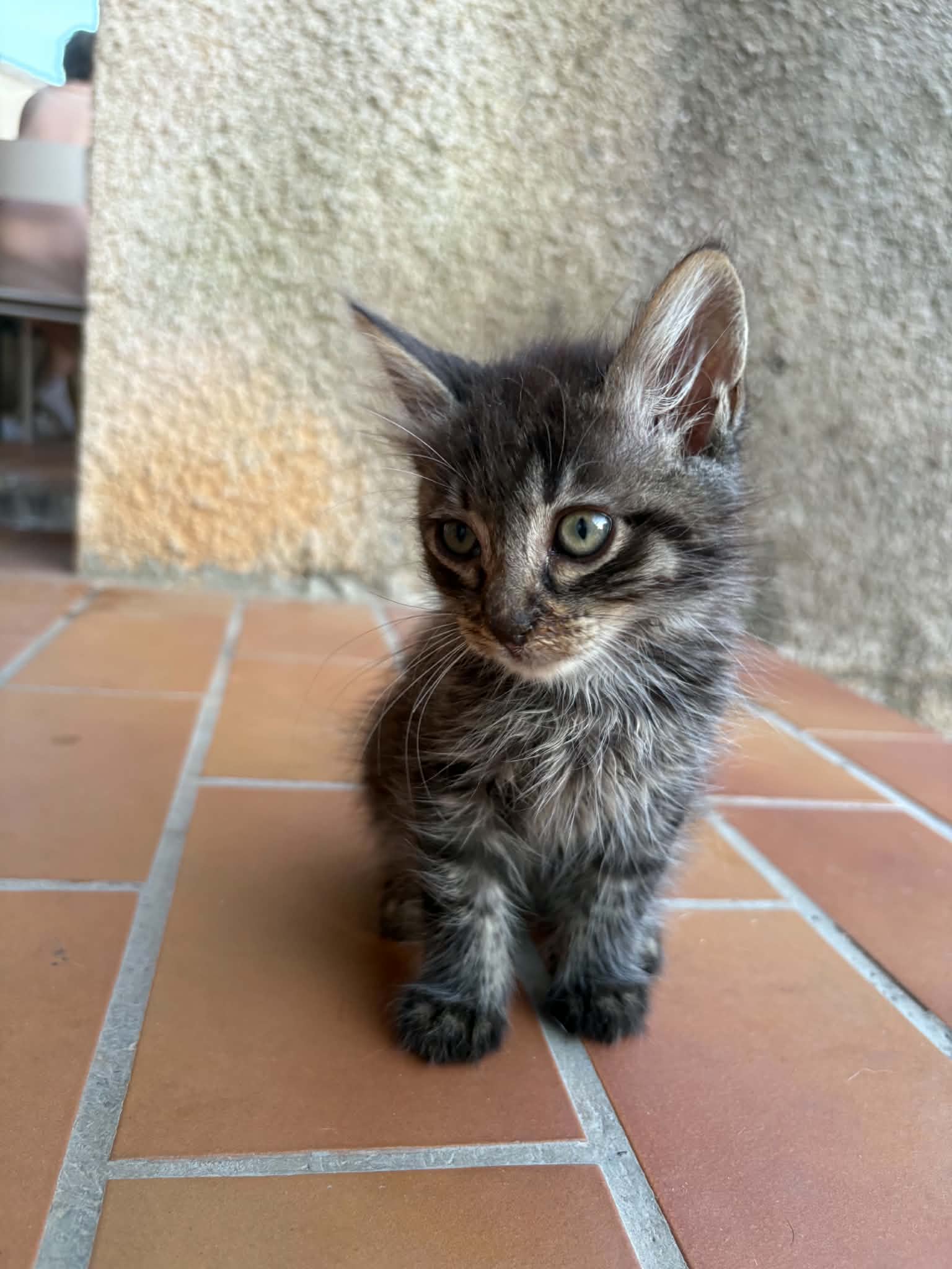 Miss Teigne, chaton de 1,5 mois
