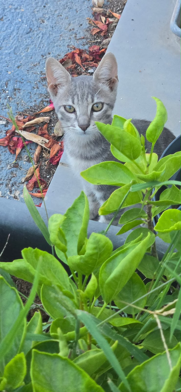 Mysty, chaton de 4 mois