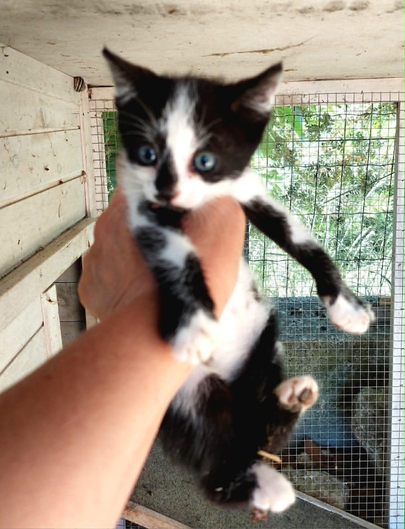Oreo, chaton de 2 mois