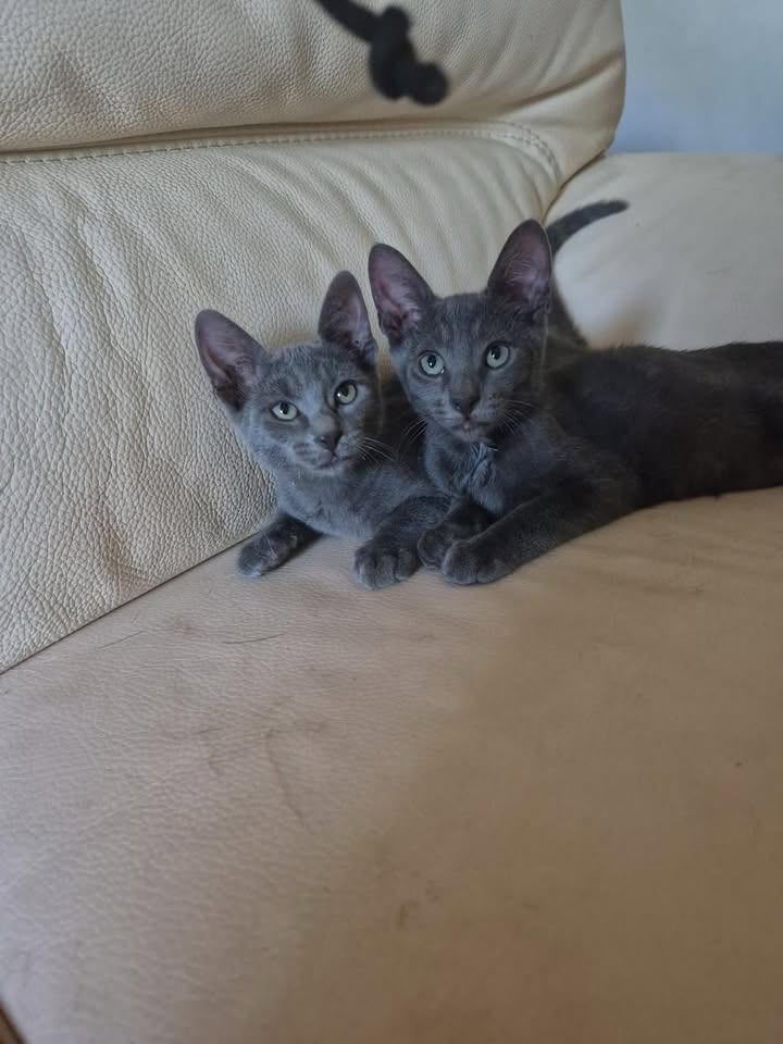 Satanas et Diabolos, chaton de 3 mois