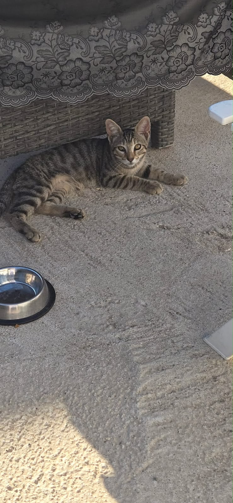 Tigré, chaton de 4 mois